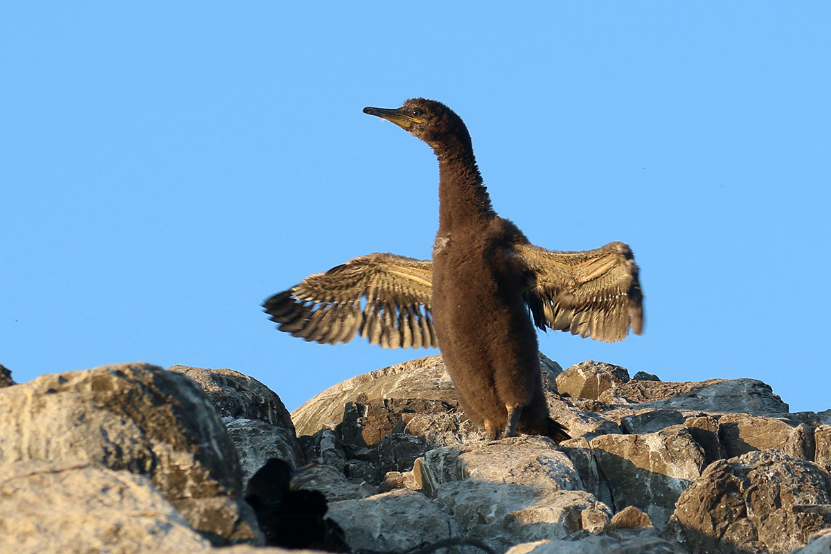 Juveniele kuifaalscholver